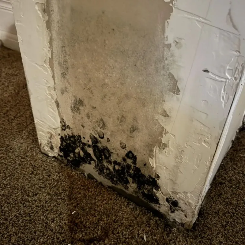 Professional Mold Removal in Barre, VT